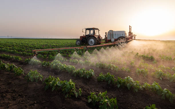 Best Pest Removal Services  in Mshall, AR