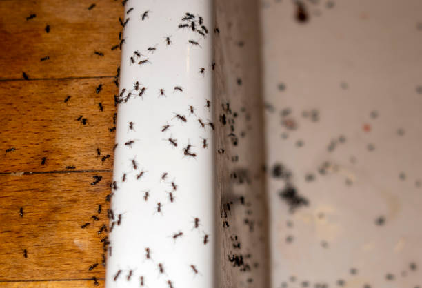 Best Affordable Pest Control Services  in Mshall, AR