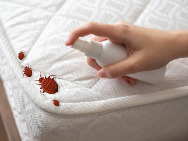 Best Wasp Removal Services  in Mshall, AR