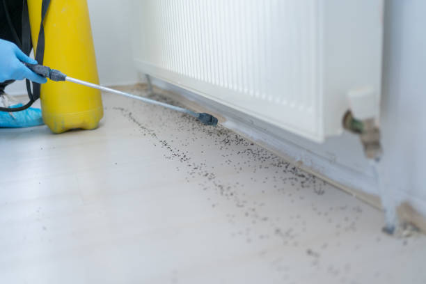 Best Ant Control Services  in Mshall, AR