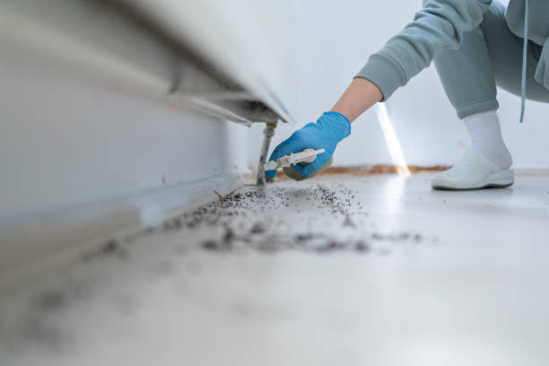 Best Pest Prevention Services  in Mshall, AR